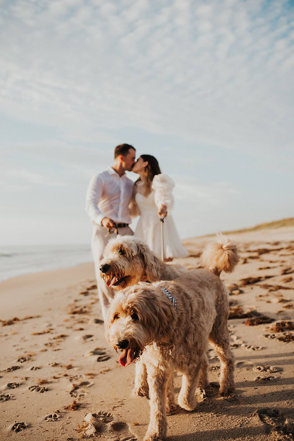 Bride and groom walking golden doodle dogs on beach