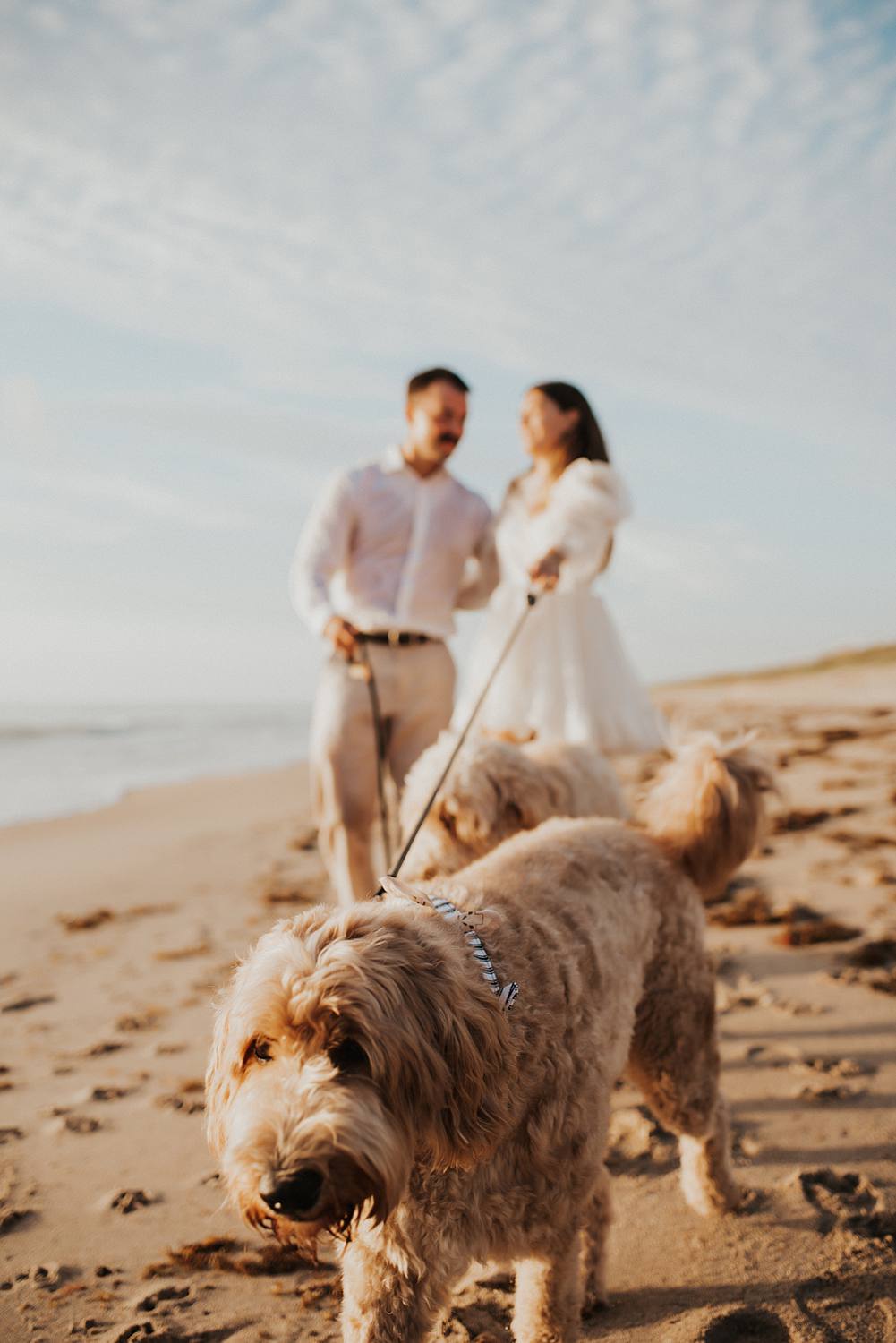 Bride and groom walking golden doodle dogs on beach
