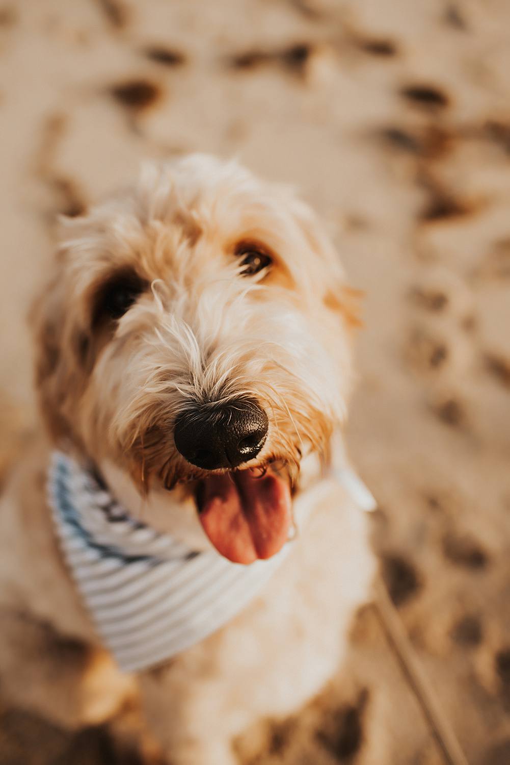 Golden doodle on beach