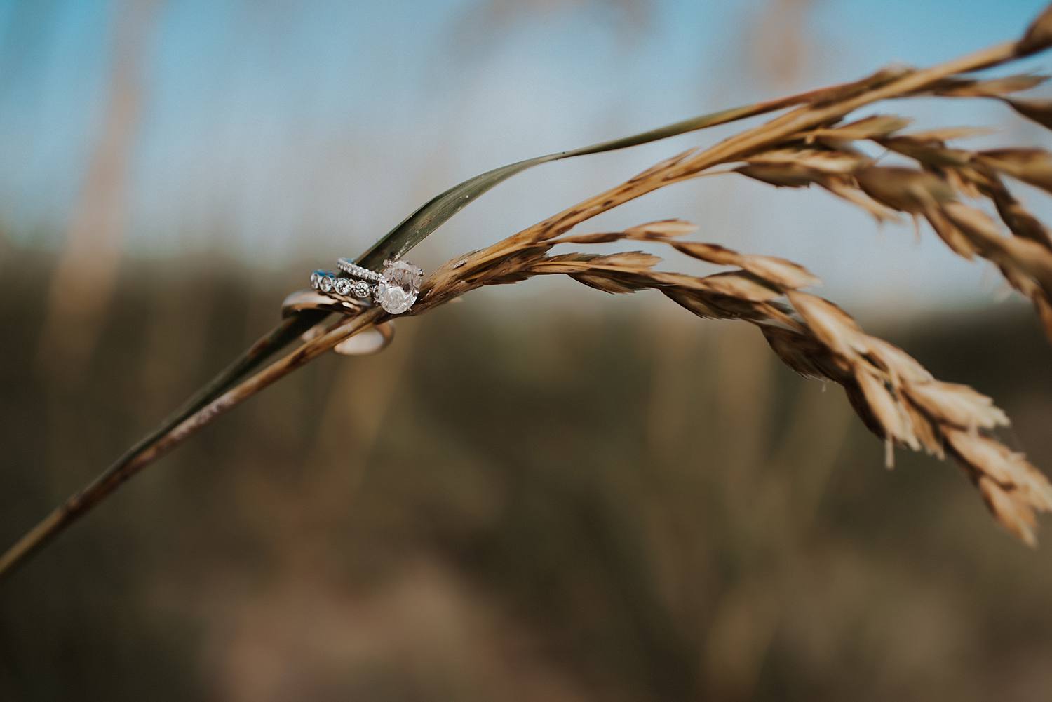 wedding rings on beach grass